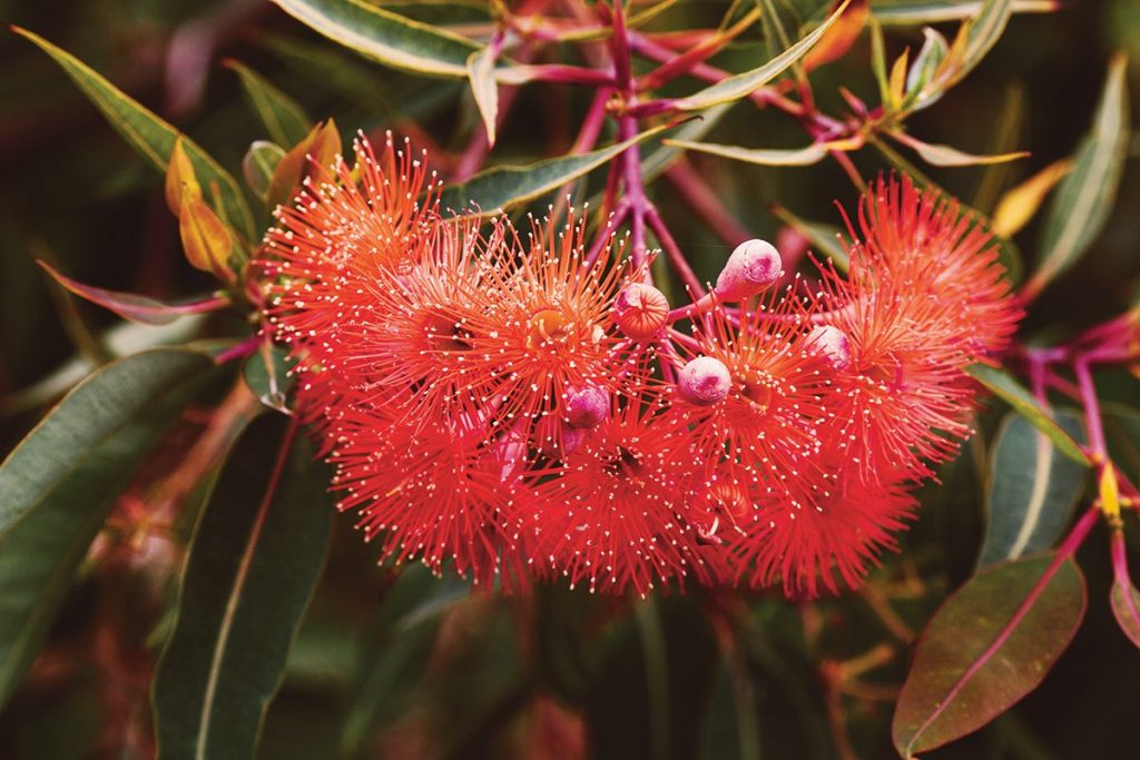 Red Flower